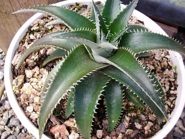 20 Dyckia platyphylla Seeds, Wide-leafed Dyckia Seeds,