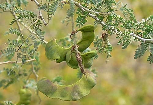 20 Ana tree Seeds, Faidherbia albida Seeds