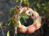 100  Pithecellobium dulce Seeds, Manilla Tamarind, Madras Thorn Seeds. Sweet Tamarind Seeds,