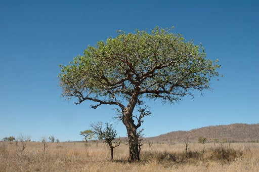 10 Marula Tree Seeds, Sclerocarya birrea Tree Seeds, African Marula Seeds