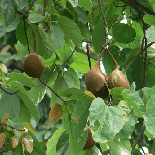 25  Sterculia alata  Seeds, Buddha Coconut Tree Seeds , Pterygota alata Seeds