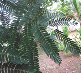 100  Acacia odoratissima Seeds , Albizia micrantha, Black Siris,