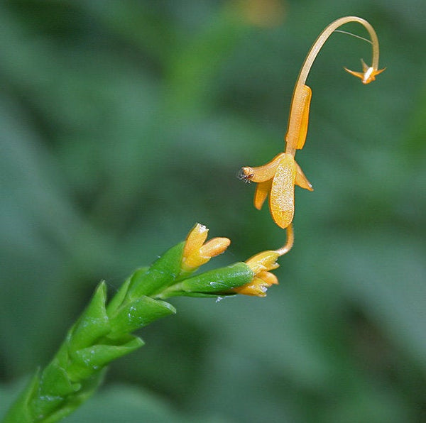 100 Globba marantina Seeds,Dancing Girl Ginger Seeds,Globba schomburgkia, Maranti's Swan Flower, Dancing Marantina Seeds