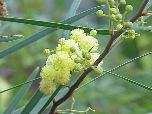 25 Acacia polyphylla Seeds, Monjoleiro Seeds , monjoleira Seeds , juqueri-guaçu