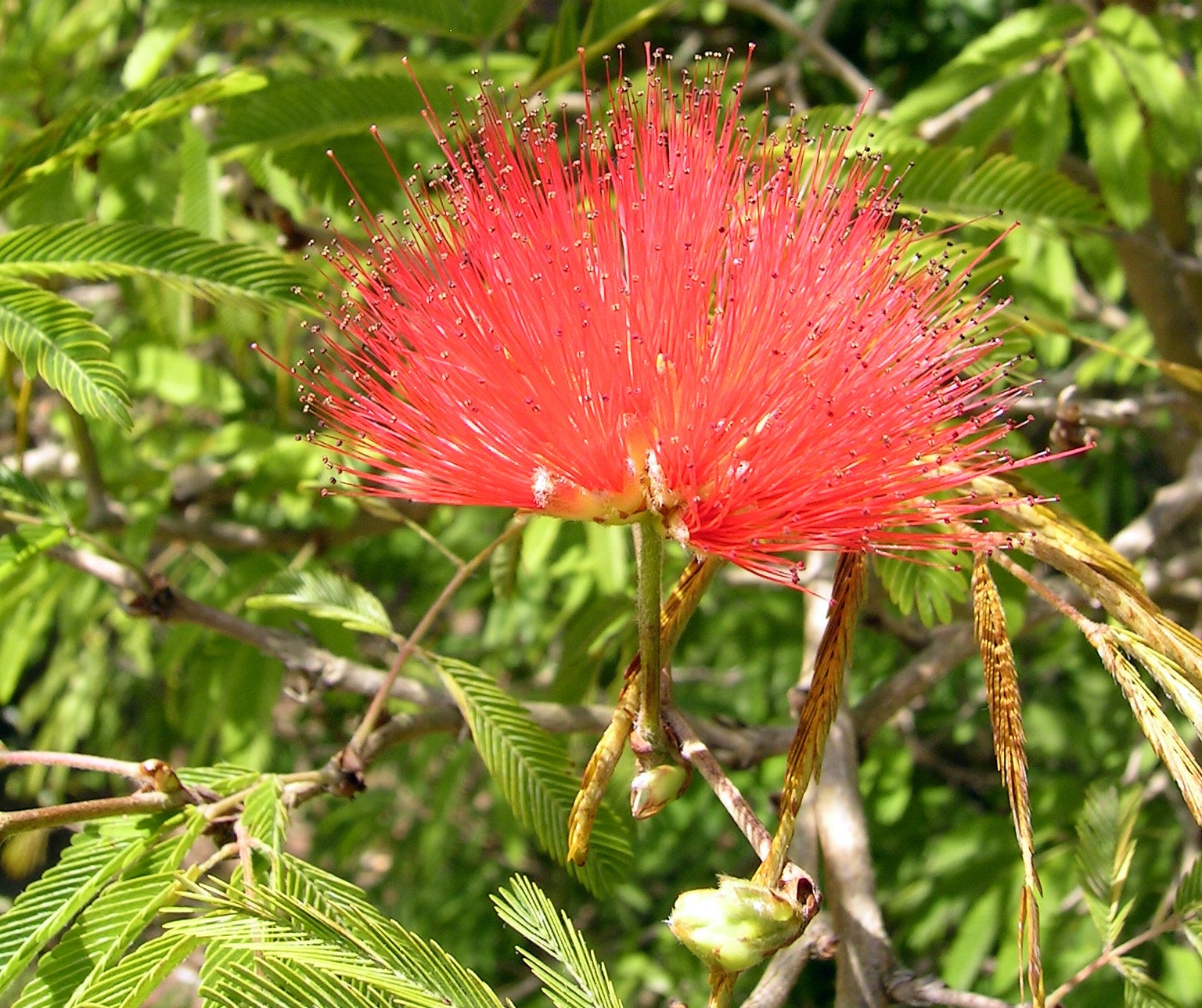 25 Samanea tubulosa Seeds ,Calliandra tubulosa Seeds , Calliandra Seed