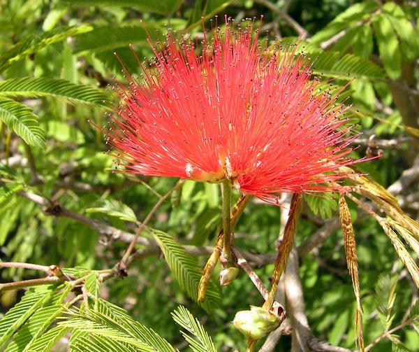 25 Samanea tubulosa Seeds ,Calliandra tubulosa Seeds , Calliandra Seeds