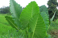 25 Alocasia macrorrhizos Seeds, Giant Taro Seeds , Upright elephant ear Seeds , Giant ape Seeds