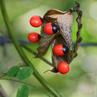 5 Ormosia arborea Seeds, Olho de Cabra Seeds