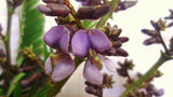 25 Machaerium aculeatum Seeds, Pau De Angu Seeds, Thorn Rosewood Seeds,