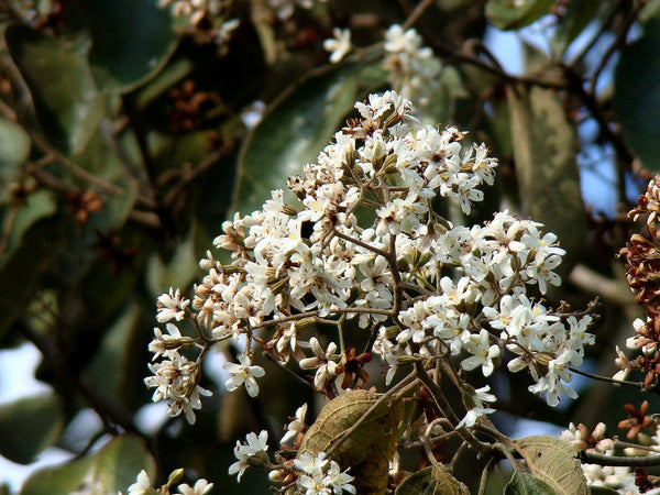 50 Cordia trichotoma Seeds, Sementes de Louro Pardo