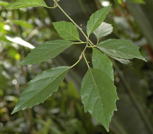 50 Cordia monoica Seeds, Snot Berry Seeds , Sandpaper saucer berry Seeds, Cordia dioica, Cordia rubra, Cordia diversa, Cordia bakeri Seeds