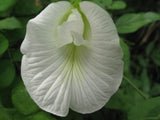 100 Clitoria ternatea alba , White Butterfly Pea, Asian Pigeonwings Seeds