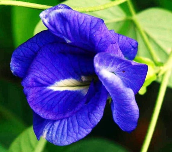 100 Clitoria ternatea  Double  Flower Seeds,  Asian pigeonwings, bluebellvine, blue pea Seeds , butterfly pea Seeds