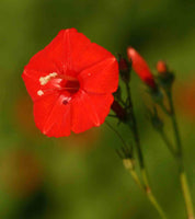 50 Ipomoea hederifolia Seeds, Scarlet Morning Glory, Scarlet creeper Seeds