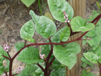 200 Basella alba Seeds,  Red Malabar spinach, Ceylon spinach, Indian spinach, Malabar Spinach, Red vine spinach, Vine spinach