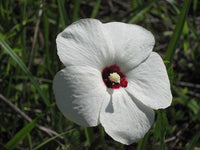 100 Abelmoschus ficulneus Seeds, White Wild Musk Mallow, White  Musk Mallow