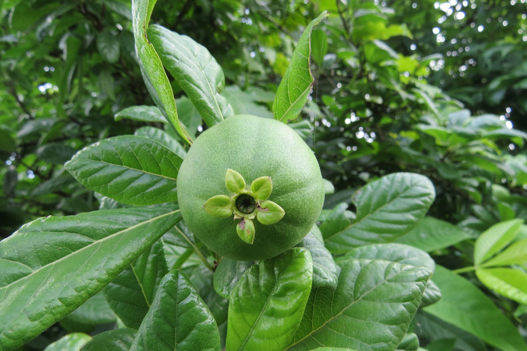 50 Catunaregam spinosa Seeds, Mountain Pomegranate, Spiny Randia, False guava, Thorny Bone-apple, Common emetic nut