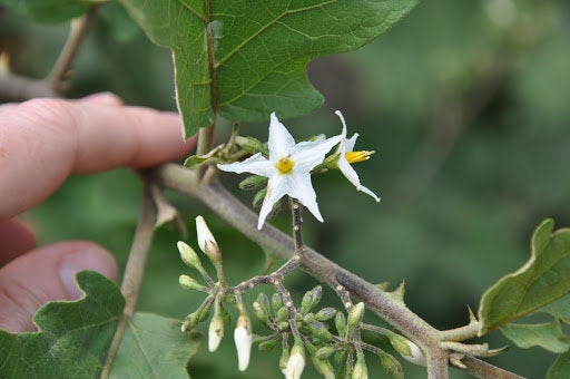 100 Solanum torvum Seeeds, Sundakkai  Seeds,  turkey berry  Seeds, devil s fig, pea eggplant, platebrush Seeds,  Susumber Seeds