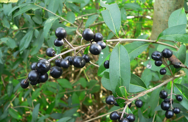 100 Ligustrum vulgare Seeds. Wild privet Seeds,  Tree Seeds, Common privet Seeds, European privet Seeds