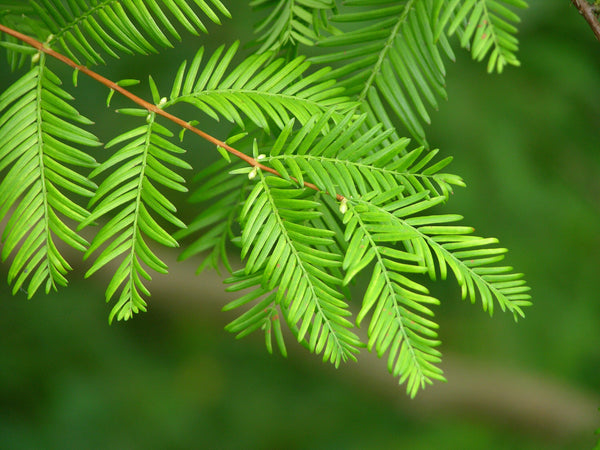 200 Metasequoia glyptostroboides  Seeds, Metasequoia glyptostroboides, Dawn redwood Seeds