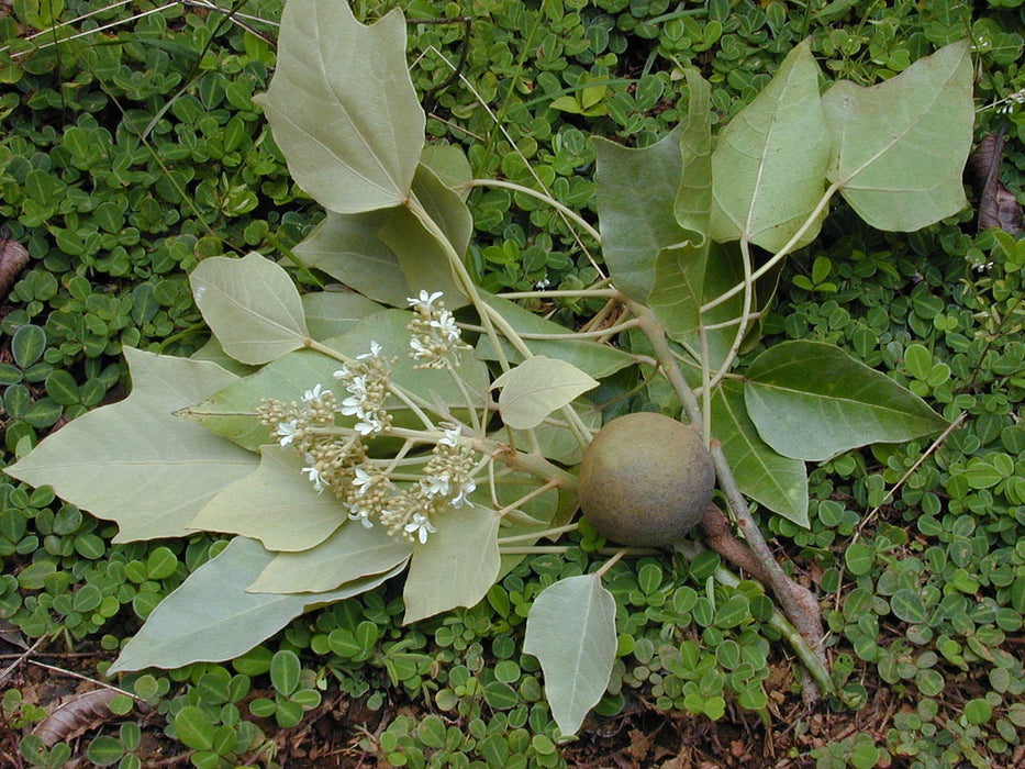 5 Aleurites moluccanus Seeds, Aleurites moluccanus,  Candlenut Tree  Seeds,