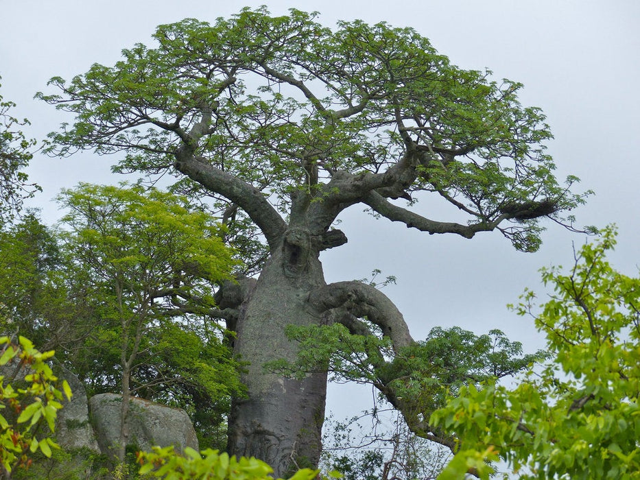 50 Adansonia digitata Baobab Seeds , Cream of Tartar tree, Monkey-bread tree, Lemonade tree