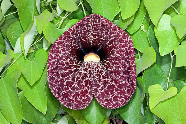 100 Aristolochia elegans,Calico Flower, Dutchman's Pipe, Pipe vine Seeds