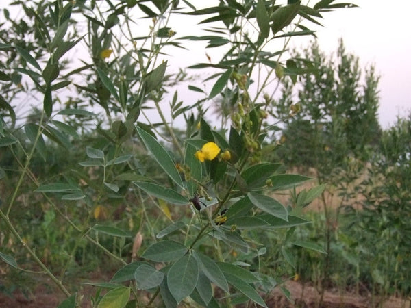 200 Cajanus Cajan Seeds, gungo pea Seeds, Pigeon pea Seeds