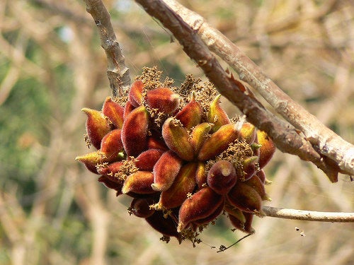 50 Sterculia urens Seeds , Indian tragacanth Seeds , gum karaya, Indian gum tragacanth