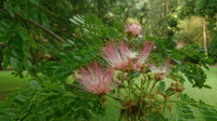 200   Samanea saman Seeds ,Rain Tree Seeds , Coco tamarind Seeds ,  French tamarind, Monkey pod Seeds .Albizia saman , Acacia propinqua