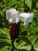 300 Costus speciosus  Seeds , Crape Ginger Seeds , Cheilocostus speciosus Seeds