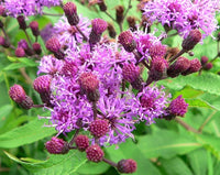 1000 Centratherum anthelminticum Seeds, Ironweed., Conyza anthelmintica, Vernonia anthelmintica, Purple fleabane