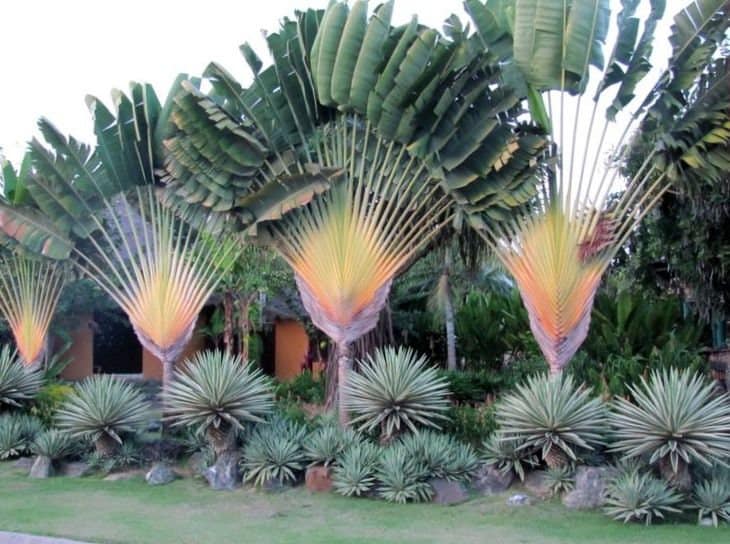 100  Ravenala Madagascariensis Seeds, Travelers Palm Seeds