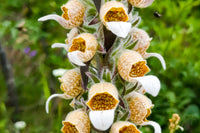 1000 Digitalis lanata Seeds  ,Foxglove seeds, Woolly Foxglove Seeds, Grecian Foxglove Seeds