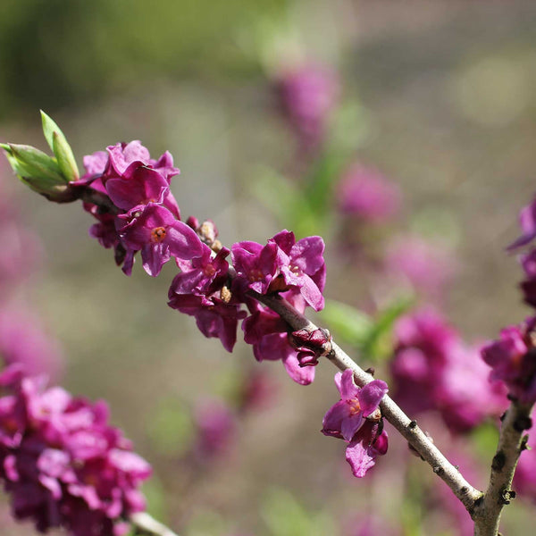 20 Daphne mezereum Seeds, February daphne, mezereon, mezereum Seeds