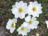 25 Dryas octopetala, Arctic alpine Seeds