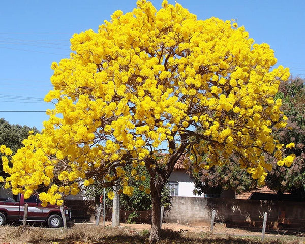 50 Tabebuia Argentea Seeds, Tecoma Argentea Seeds , Golden Bell Flower Tree  Seeds , Silver Trumpet Tree Seeds