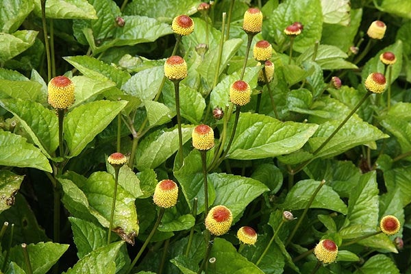 1000 Spilanthes acmella Seeds , Toothache Plant Seeds