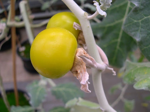 25 Solanum marginatum Seeds, Purple nightshade, White-margined nightshade. white-margined nightshade