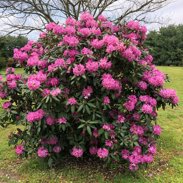 20 Rhododendron catawbiense Grandiflorum Seeds , Catawba Rhododendron Seeds , Iron Clad Rhododendron Seeds