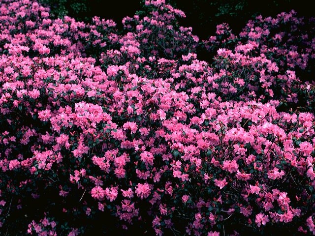 25  Rhododendron dauricum Seeds, Arctic Pearl Seeds