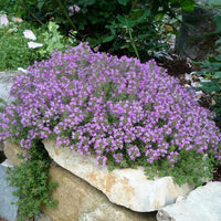 50 Thymus praecox Seeds, Mother of Thyme, creeping thyme Seeds , wild thyme Seeds, Walk on Me Plant