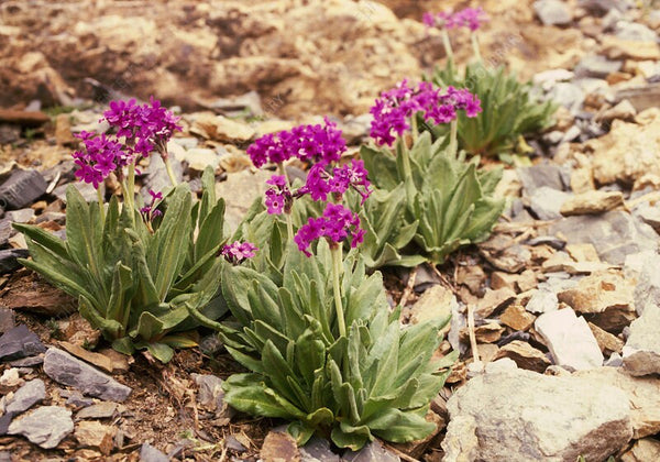 20 Primula nivalis Seeds