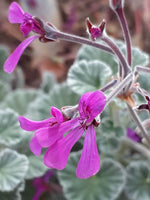 20 Pelargonium reniforme Seeds, Kidney leaved pelargonium plant Seeds