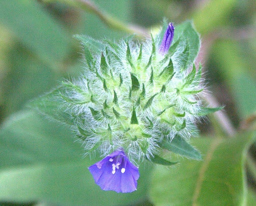 5 Jacquemontia tamnifolia Seeds