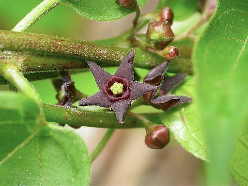 5 Vincetoxicum nigrum Seeds ,Black swallow-wort, Black dog strangling vine