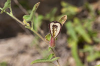 10 Aristolochia coryi Seeds, Corys dutchmans pipe Seeds