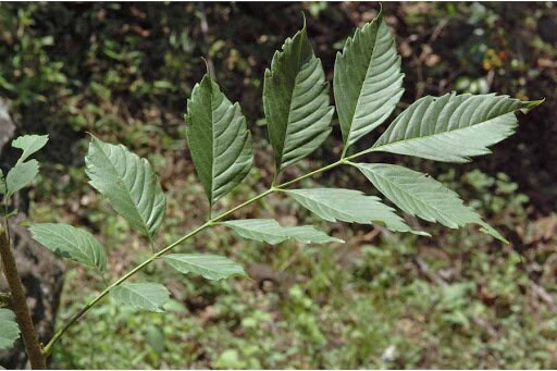 10 Cipadessa baccifera  Seeds,  Ranabili Seeds, Melia baccifera Seeds , Cipadessa fruticosa Seeds