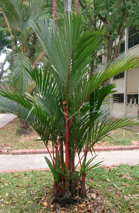 20 Cyrtostachys renda  Seeds, Red sealing wax palm , lipstick palm Seeds