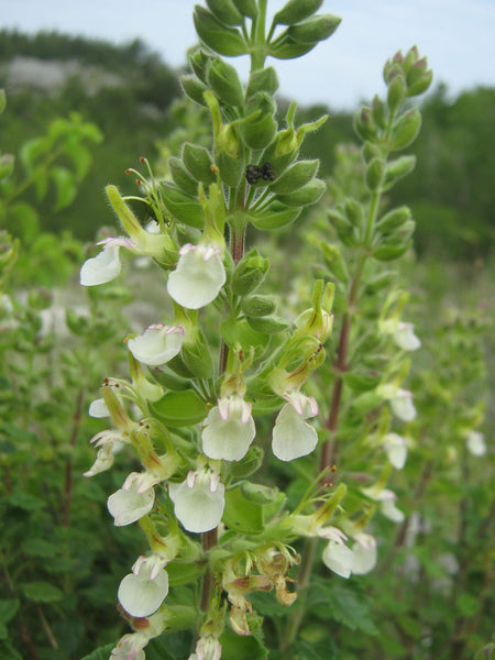 10 Teucrium flavum Seeds , Yellow Germander Seeds